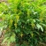 黄花倒水莲种子倒吊黄花大远志王月茶药材种子