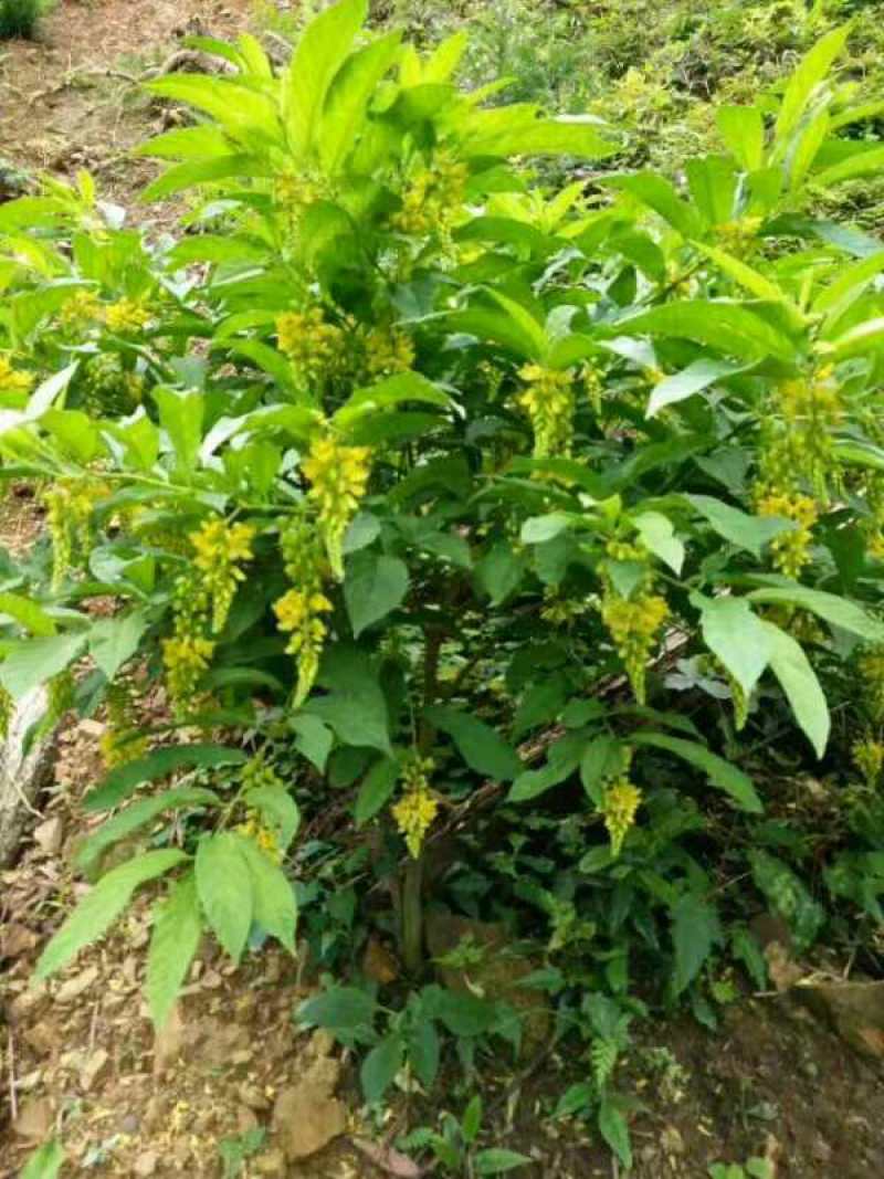 黄花倒水莲种子倒吊黄花大远志王月茶药材种子