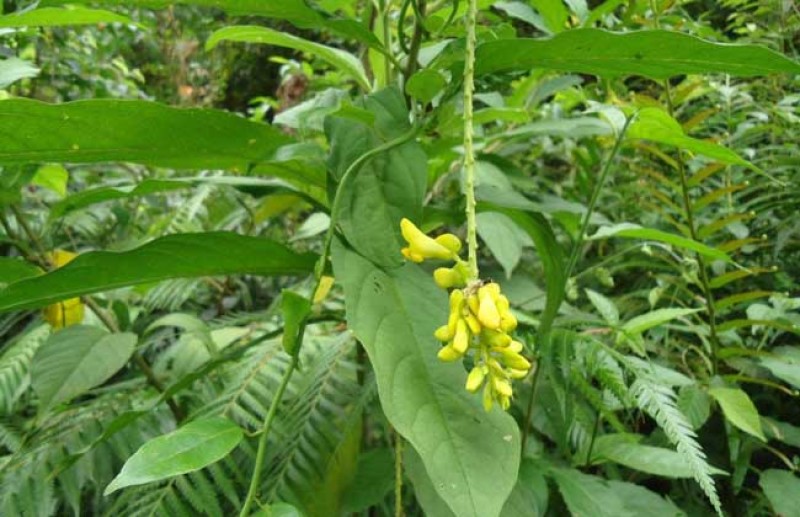 黄花倒水莲种子倒吊黄花大远志王月茶药材种子