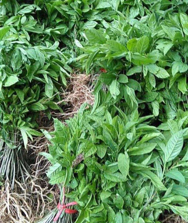 黄花倒水莲种子倒吊黄花大远志王月茶药材种子