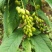 黄花倒水莲种子倒吊黄花大远志王月茶药材种子