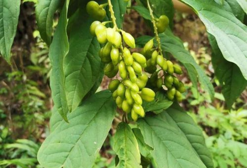 黄花倒水莲种子倒吊黄花大远志王月茶药材种子