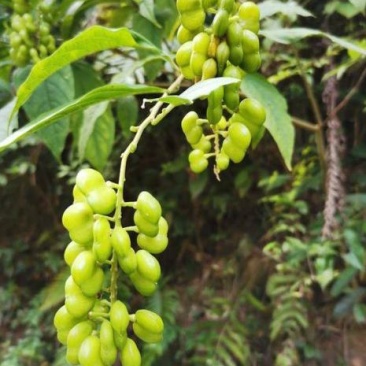 黄花倒水莲种子倒吊黄花大远志王月茶药材种子