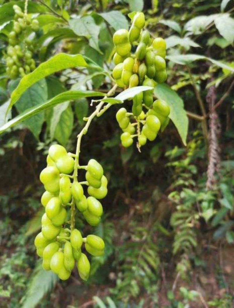黄花倒水莲种子倒吊黄花大远志王月茶药材种子