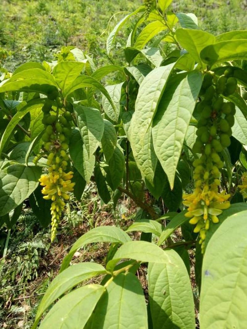 黄花倒水莲种子倒吊黄花大远志王月茶药材种子