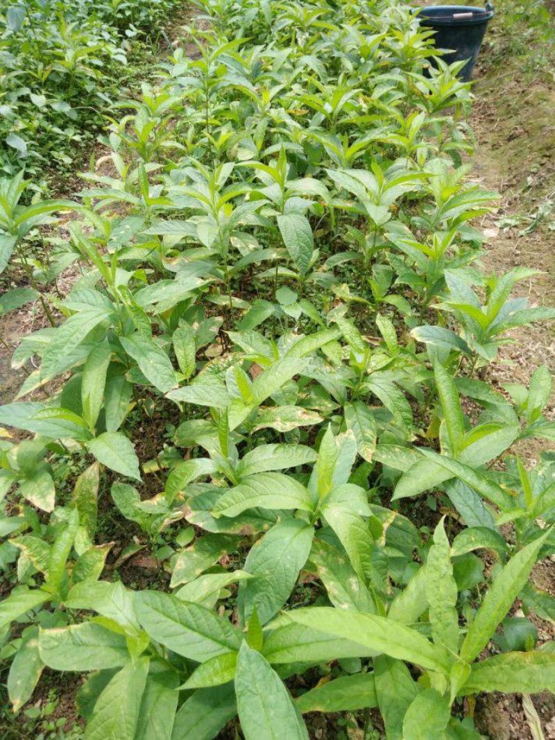 黄花倒水莲种子倒吊黄花大远志王月茶药材种子
