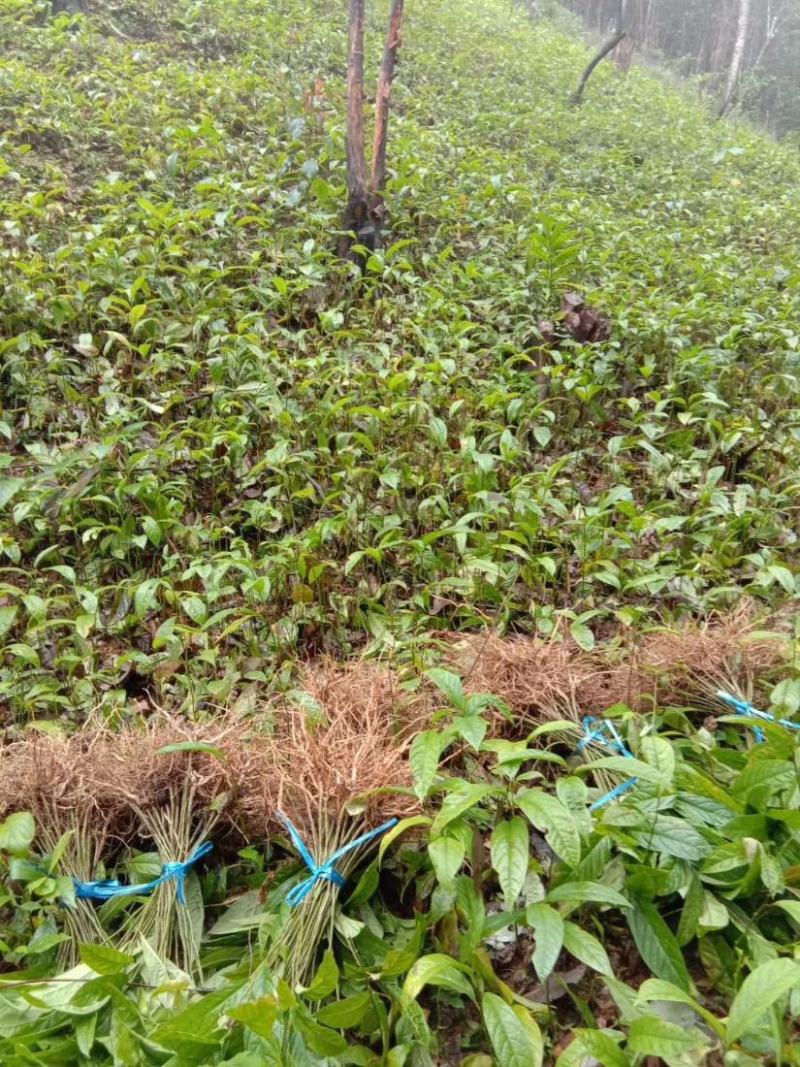 黄花倒水莲种子倒吊黄花大远志王月茶药材种子