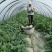 【精品】湖北黄冈团风美都西瓜大量上市皮薄汁多口感脆甜