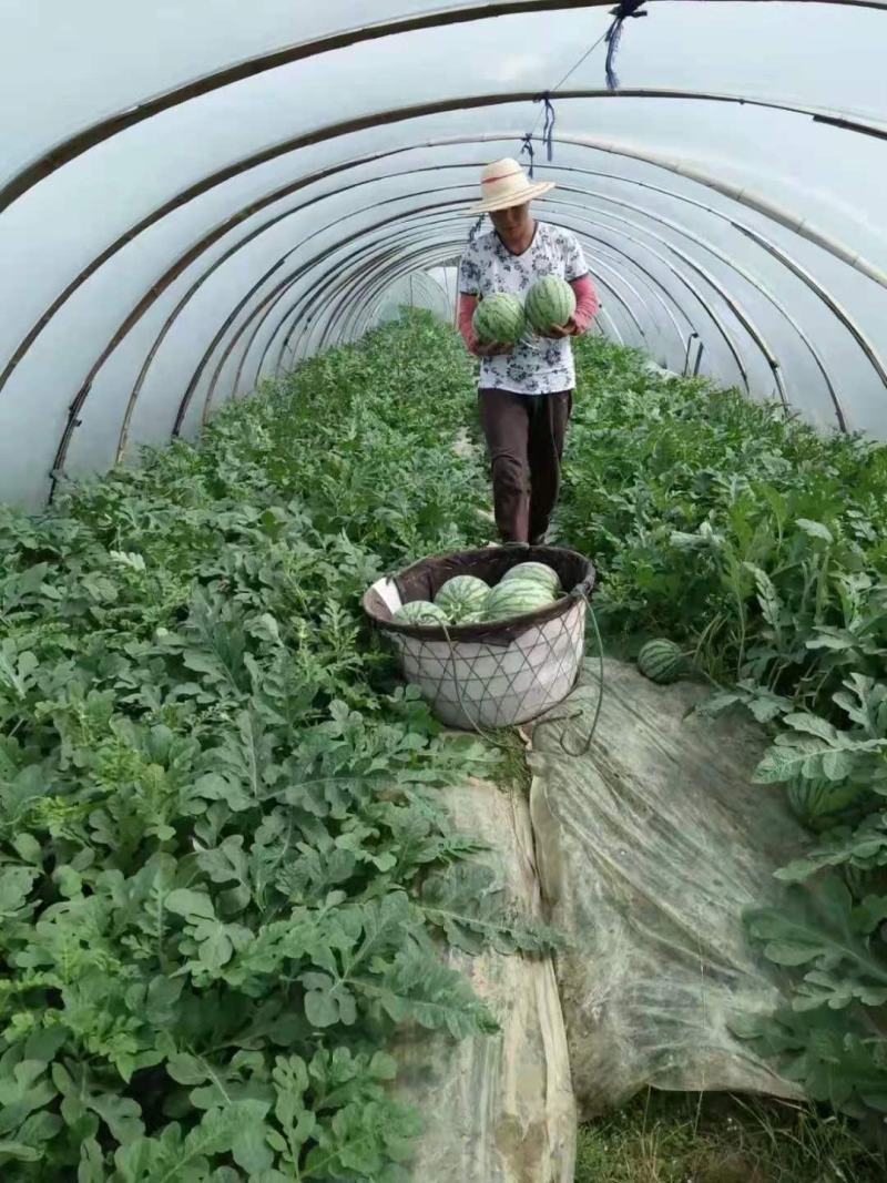 【精品】湖北黄冈团风美都西瓜大量上市皮薄汁多口感脆甜