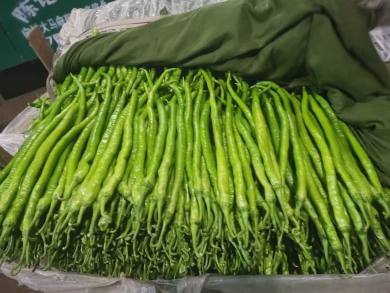 线椒精品8号线椒、薄皮线椒、货源充足35公分左右
