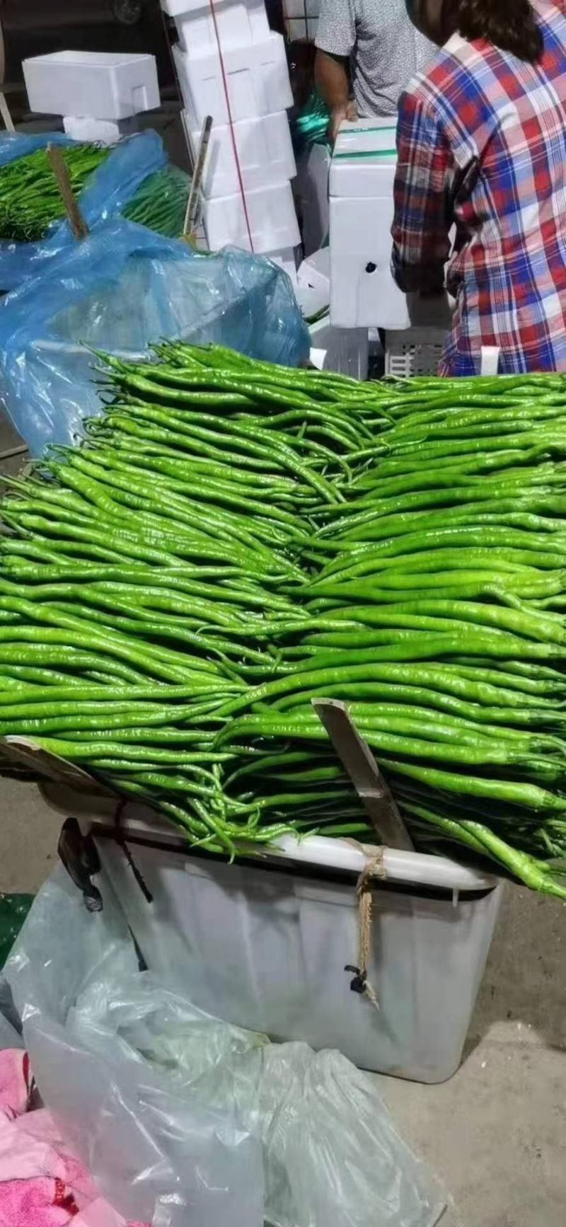 线椒精品8号线椒、薄皮线椒、货源充足35公分左右