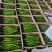 线椒精品8号线椒、薄皮线椒、货源充足35公分左右