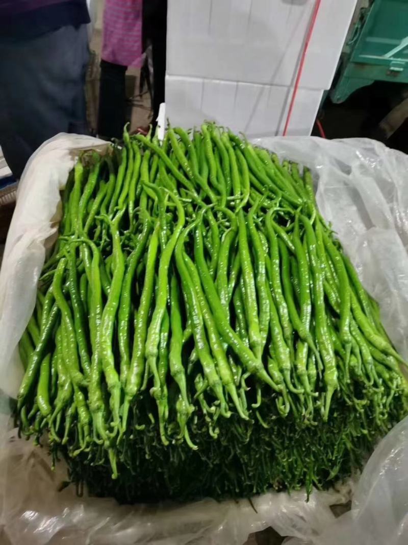 线椒精品8号线椒、薄皮线椒、货源充足35公分左右