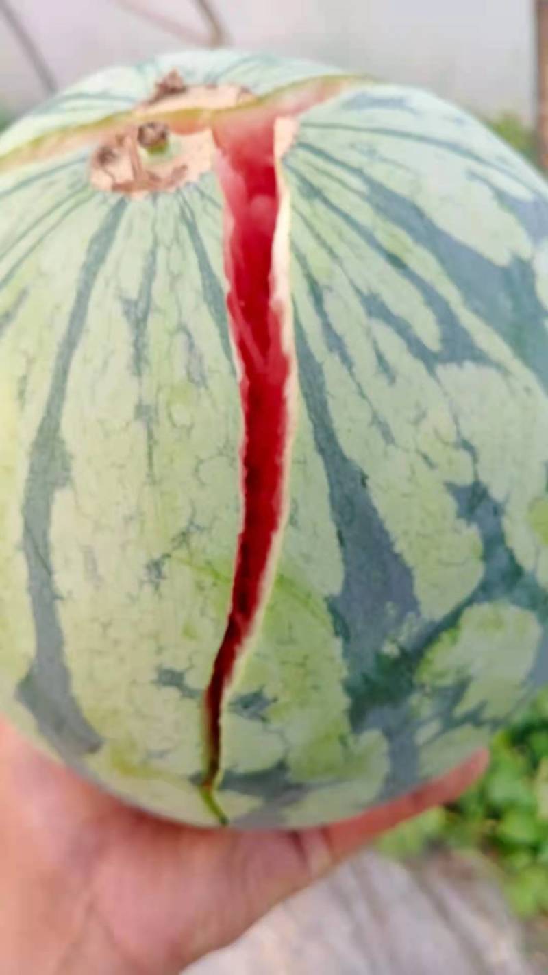 湖北黄冈团风县8424西瓜已大量上市皮薄瓤甜现摘现发