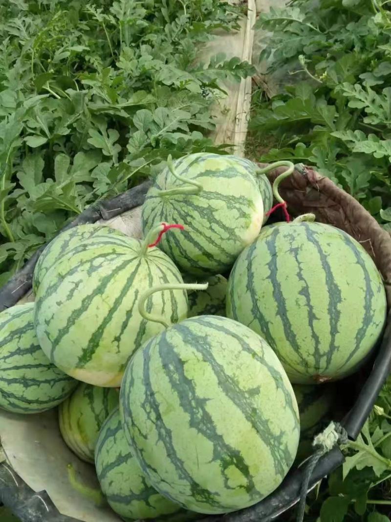 湖北黄冈团风县8424西瓜已大量上市皮薄瓤甜现摘现发