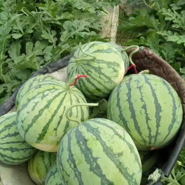 湖北黄冈团风县8424西瓜已大量上市皮薄瓤甜现摘现发