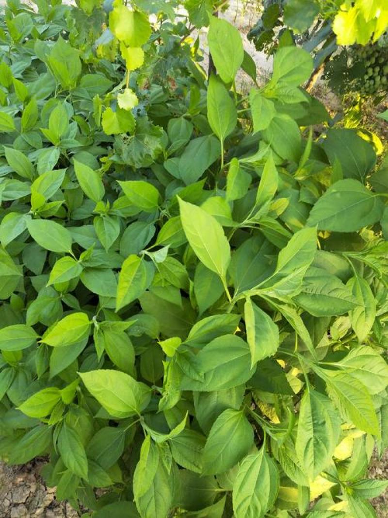 山药种苗新鲜脚板薯种子农家蔬菜大薯种子高产铁棍