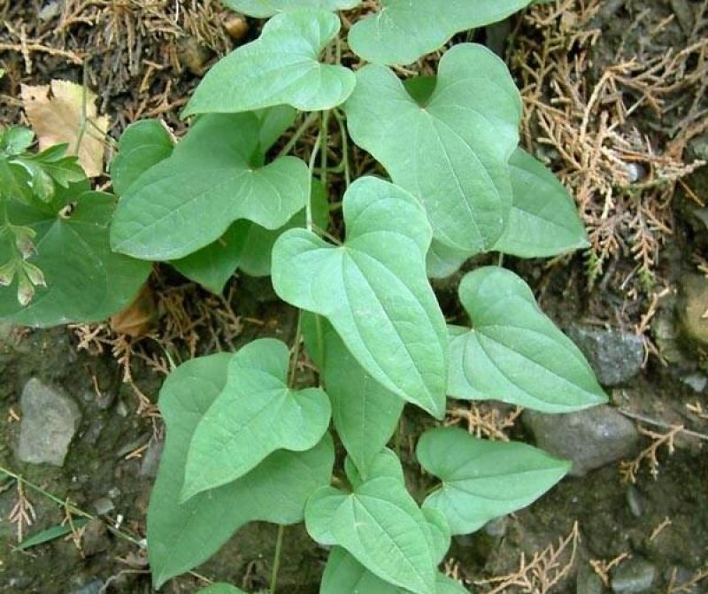 山药种苗新鲜脚板薯种子农家蔬菜大薯种子高产铁棍