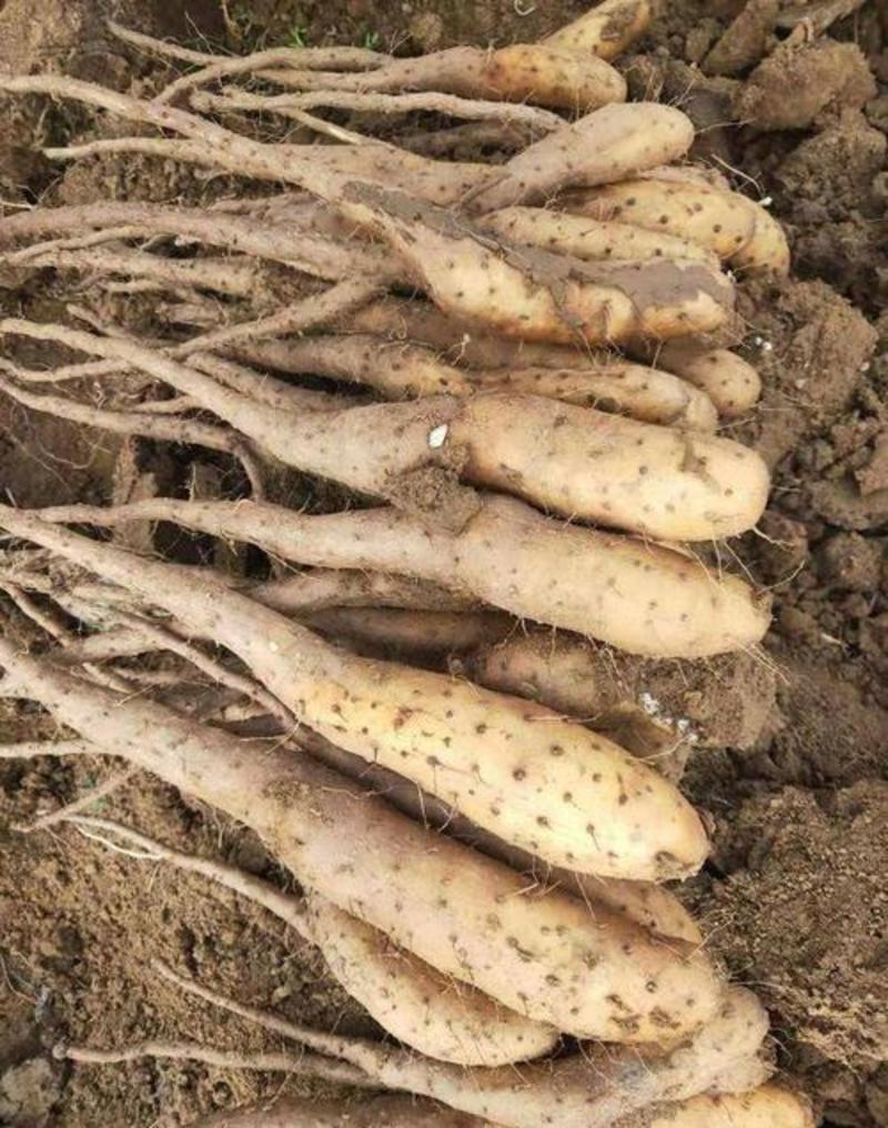 山药种苗新鲜脚板薯种子农家蔬菜大薯种子高产铁棍