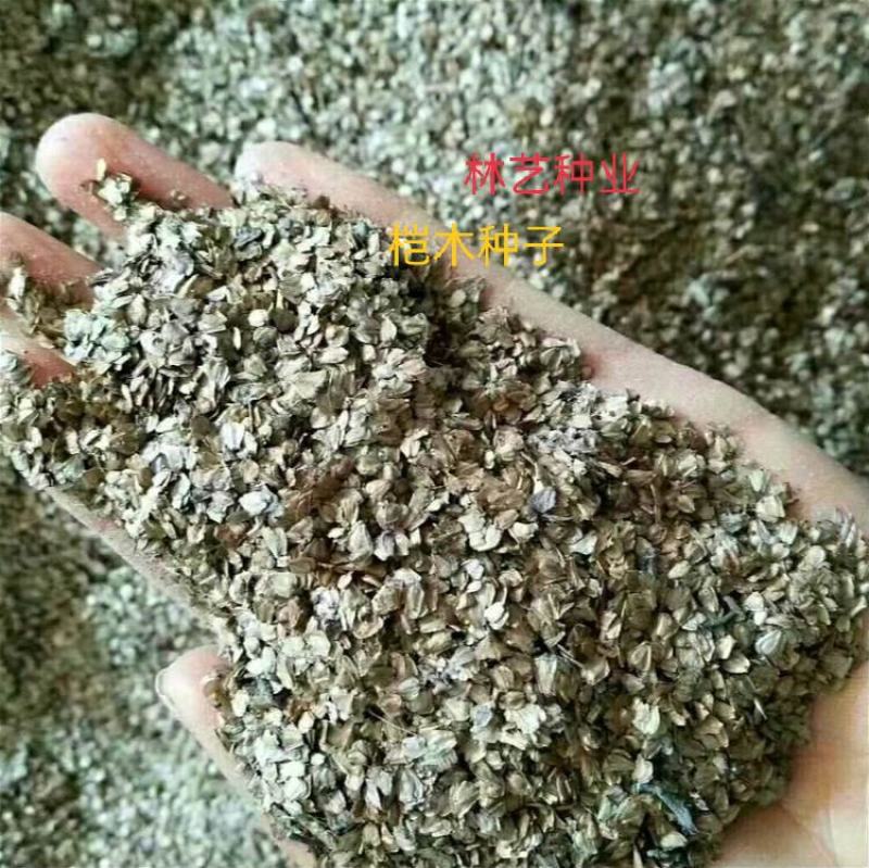 林木种子新采桤木种子水冬瓜树种子水青风桤蒿种子江南桤木