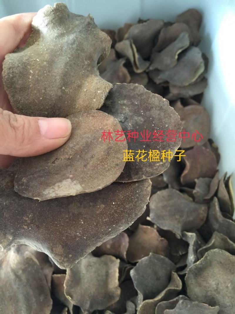 蓝花楹种子林木种子提供种植技术量大从优