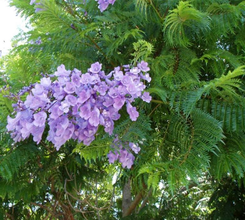 蓝花楹种子林木种子提供种植技术量大从优