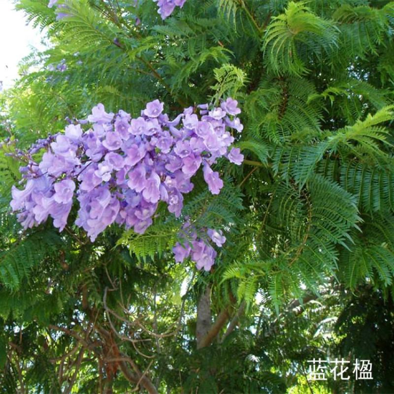 蓝花楹种子林木种子提供种植技术量大从优