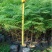 蓝花楹种子林木种子提供种植技术量大从优
