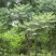 蓝花楹种子林木种子提供种植技术量大从优
