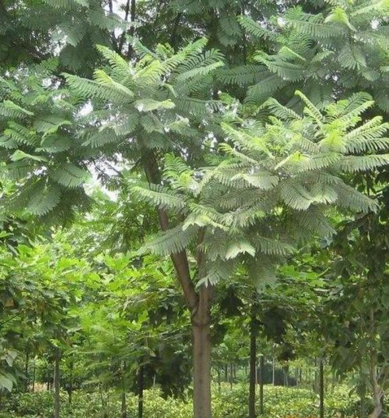 蓝花楹种子林木种子提供种植技术量大从优