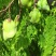 蓝花楹种子林木种子提供种植技术量大从优