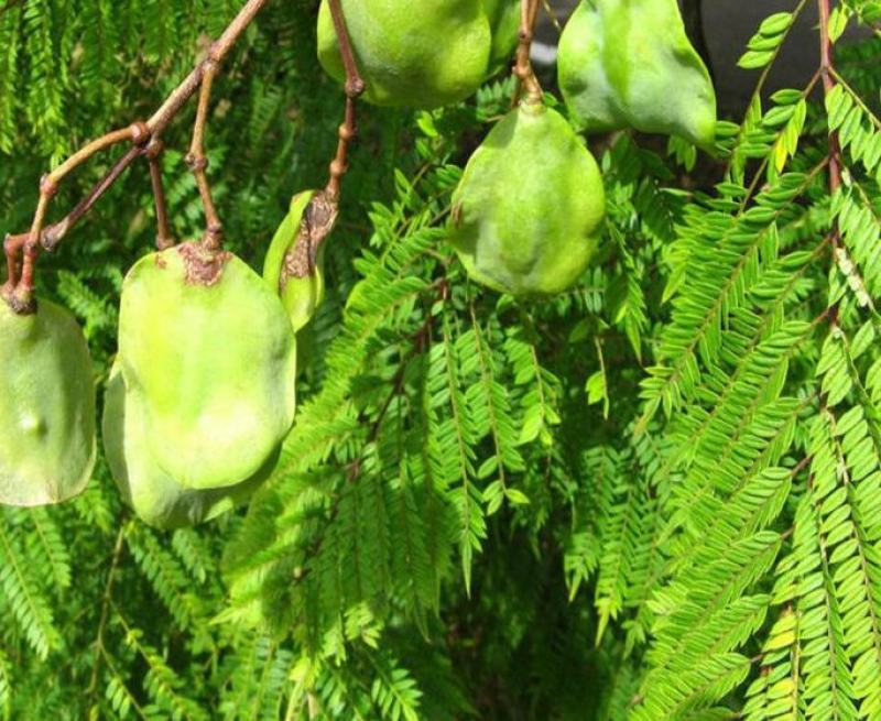蓝花楹种子林木种子提供种植技术量大从优