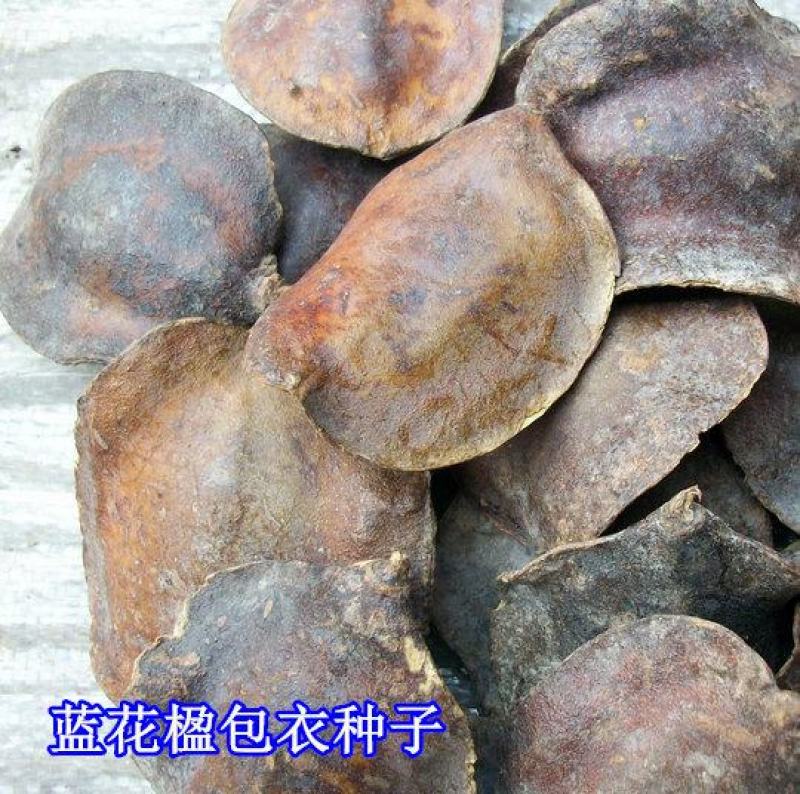 蓝花楹种子林木种子提供种植技术量大从优