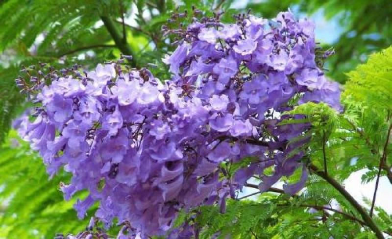蓝花楹种子林木种子提供种植技术量大从优
