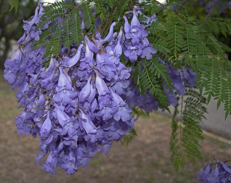 蓝花楹种子林木种子提供种植技术量大从优