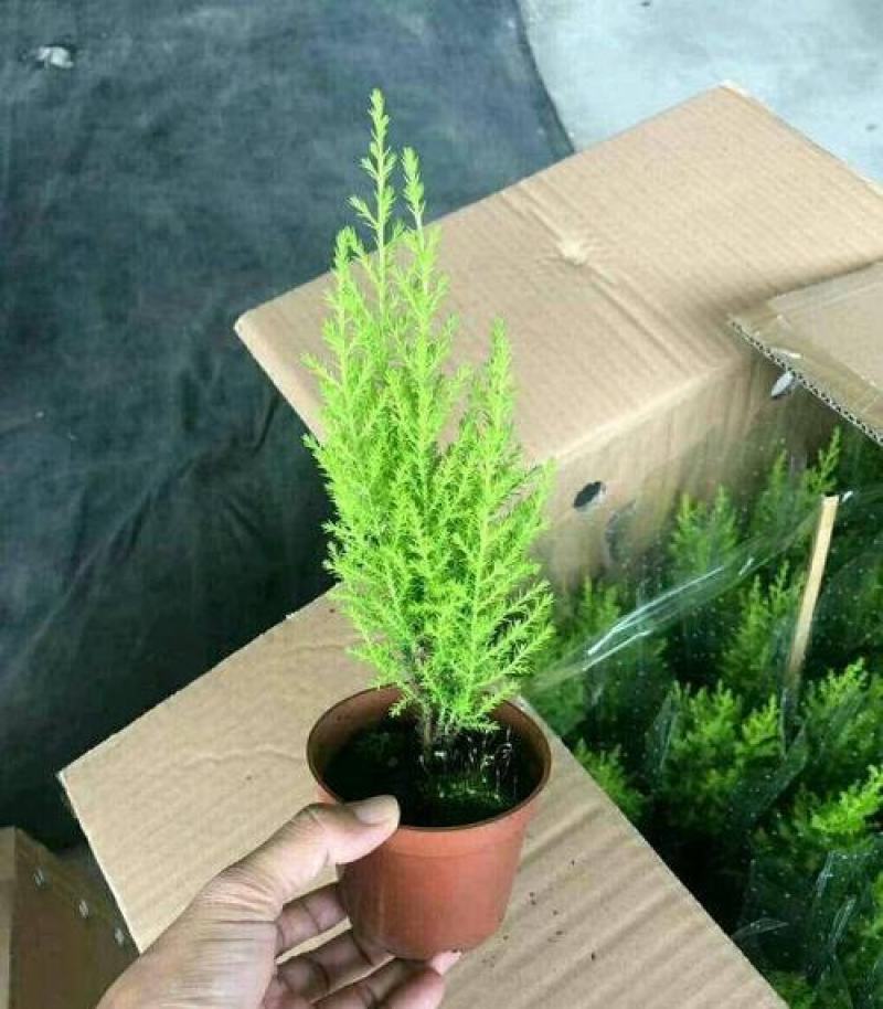 香松盆栽绿植四季常青柠檬香圣诞树棒棒糖造型盆栽桌面书房