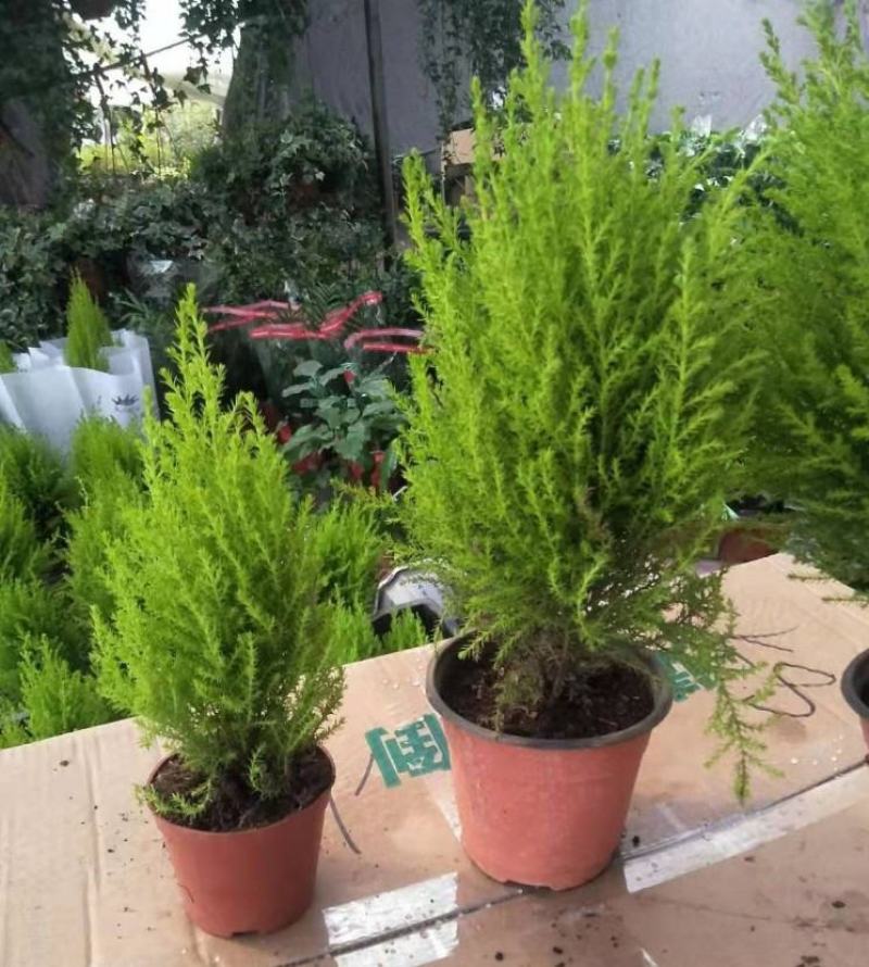 香松盆栽绿植四季常青柠檬香圣诞树棒棒糖造型盆栽桌面书房