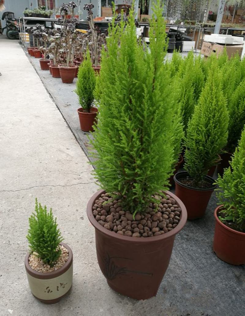 香松盆栽绿植四季常青柠檬香圣诞树棒棒糖造型盆栽桌面书房