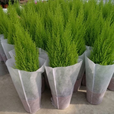 香松盆栽绿植四季常青柠檬香圣诞树棒棒糖造型盆栽桌面书房