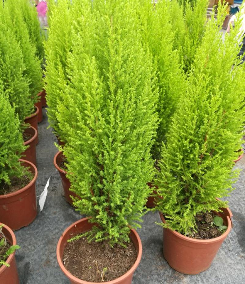 香松盆栽绿植四季常青柠檬香圣诞树棒棒糖造型盆栽桌面书房