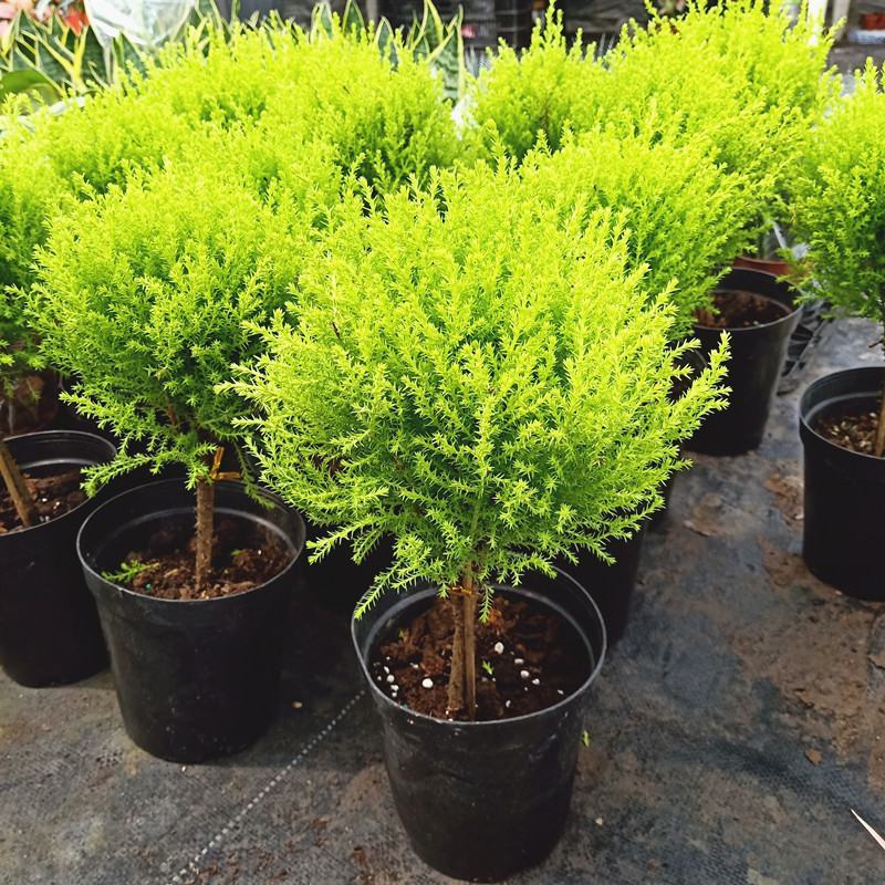 香松盆栽绿植四季常青柠檬香圣诞树棒棒糖造型盆栽桌面书房