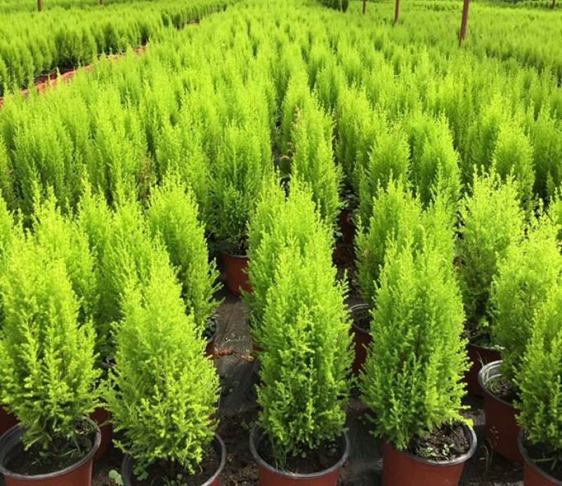 香松盆栽绿植四季常青柠檬香圣诞树棒棒糖造型盆栽桌面书房