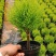 香松盆栽绿植四季常青柠檬香圣诞树棒棒糖造型盆栽桌面书房