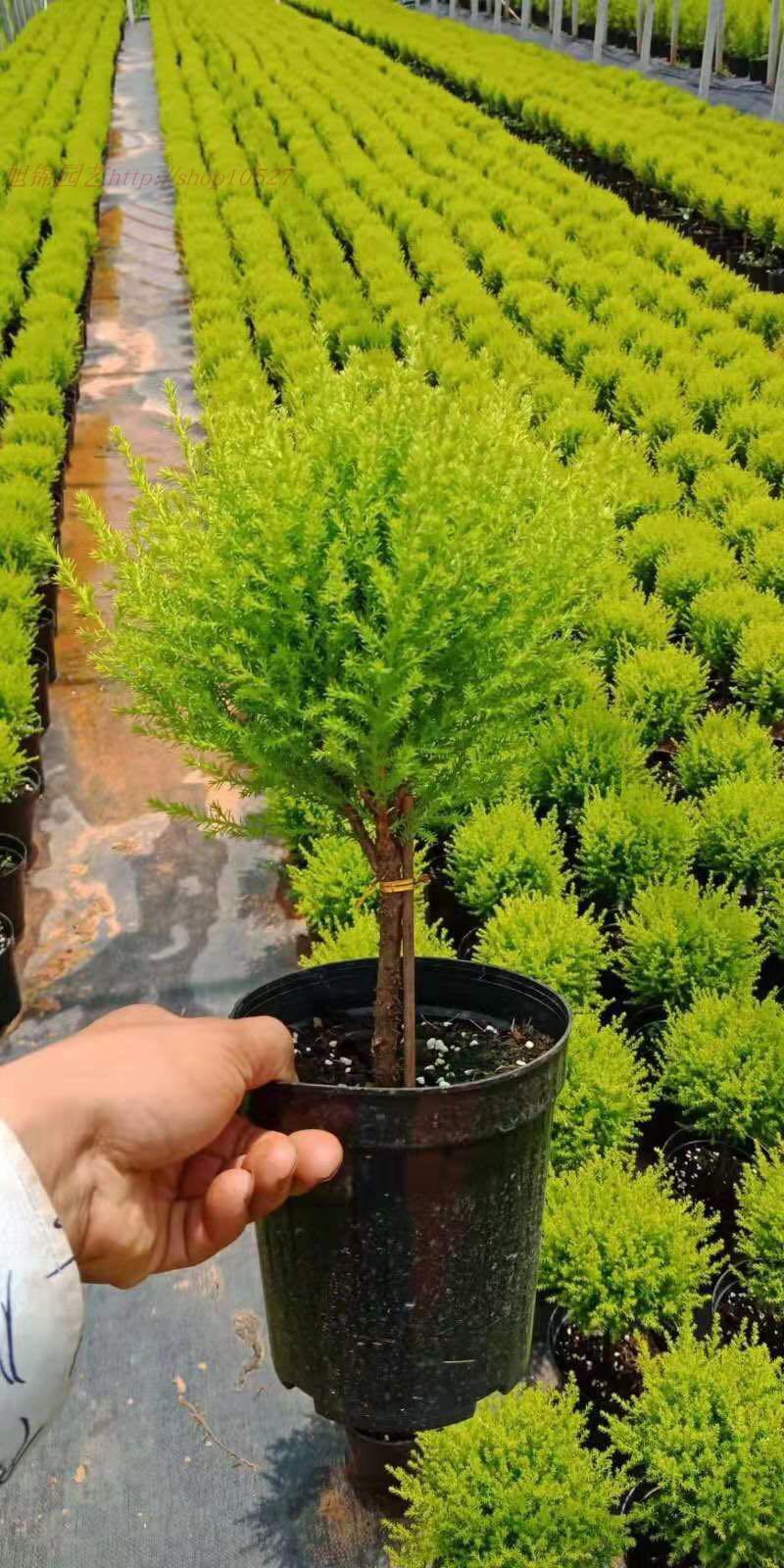 香松盆栽绿植四季常青柠檬香圣诞树棒棒糖造型盆栽桌面书房