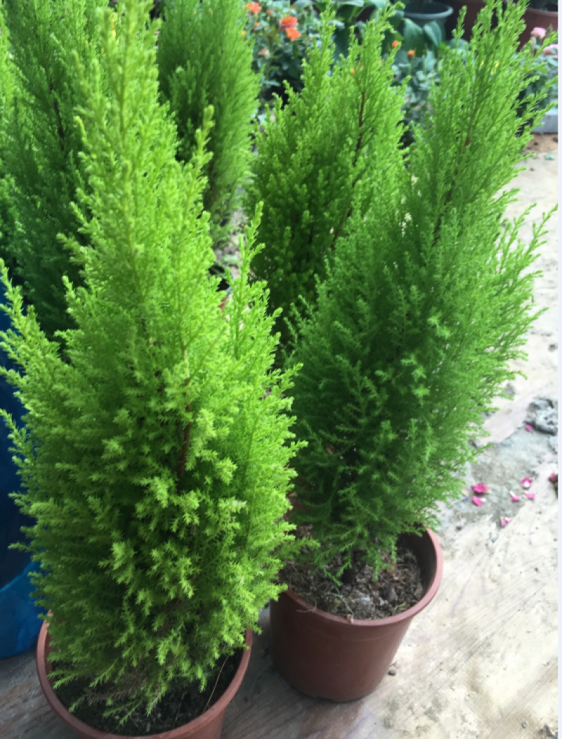 香松盆栽绿植四季常青柠檬香圣诞树棒棒糖造型盆栽桌面书房