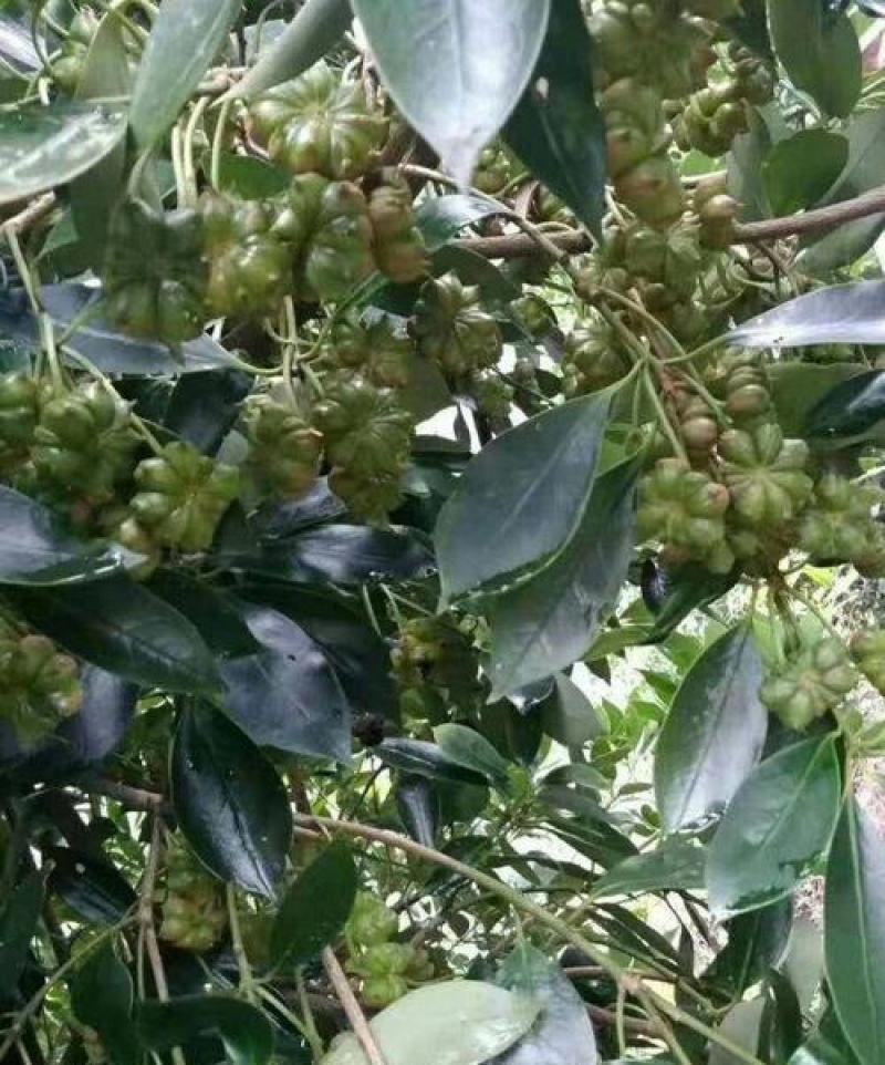 八角树种籽家庭农家种植蔬菜种子香料