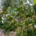 八角树种籽家庭农家种植蔬菜种子香料