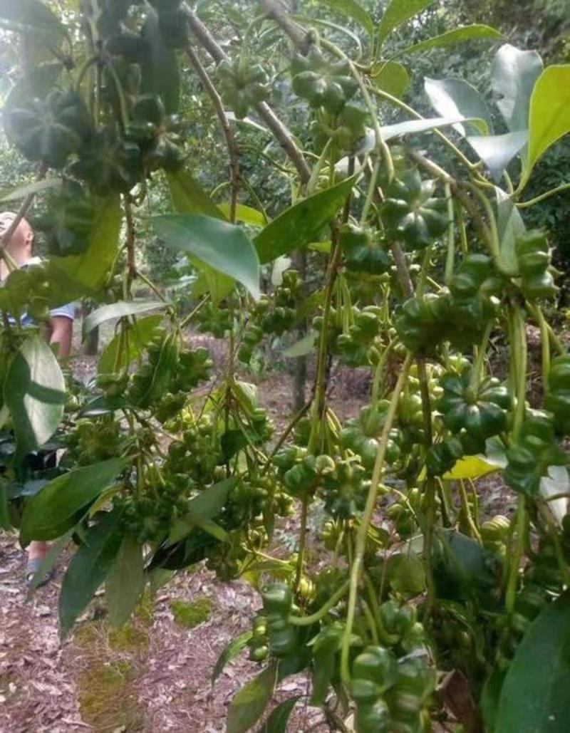 散装八角茴香种子大茴香八角树种籽家庭农家种植蔬菜种子香料