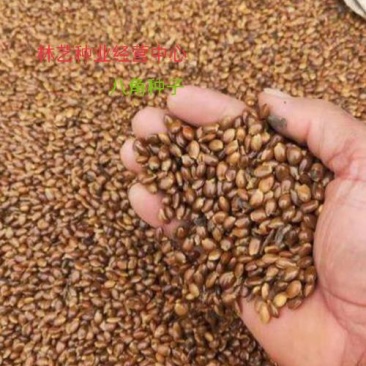 八角树种籽家庭农家种植蔬菜种子香料