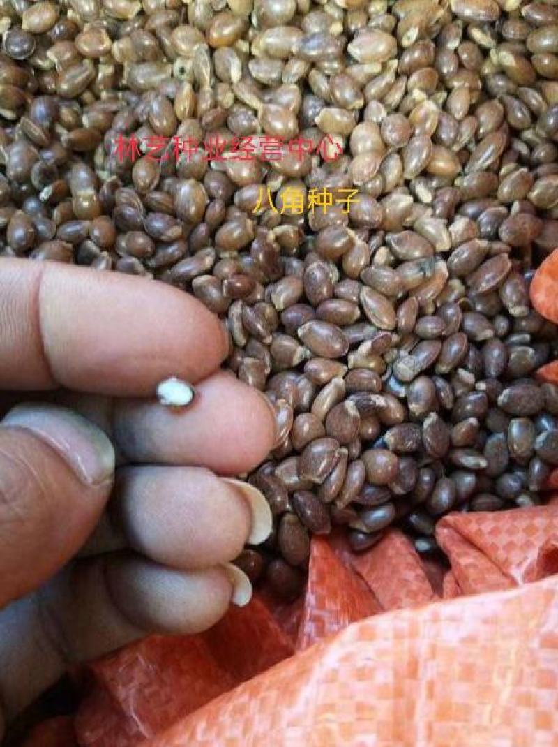八角树种籽家庭农家种植蔬菜种子香料